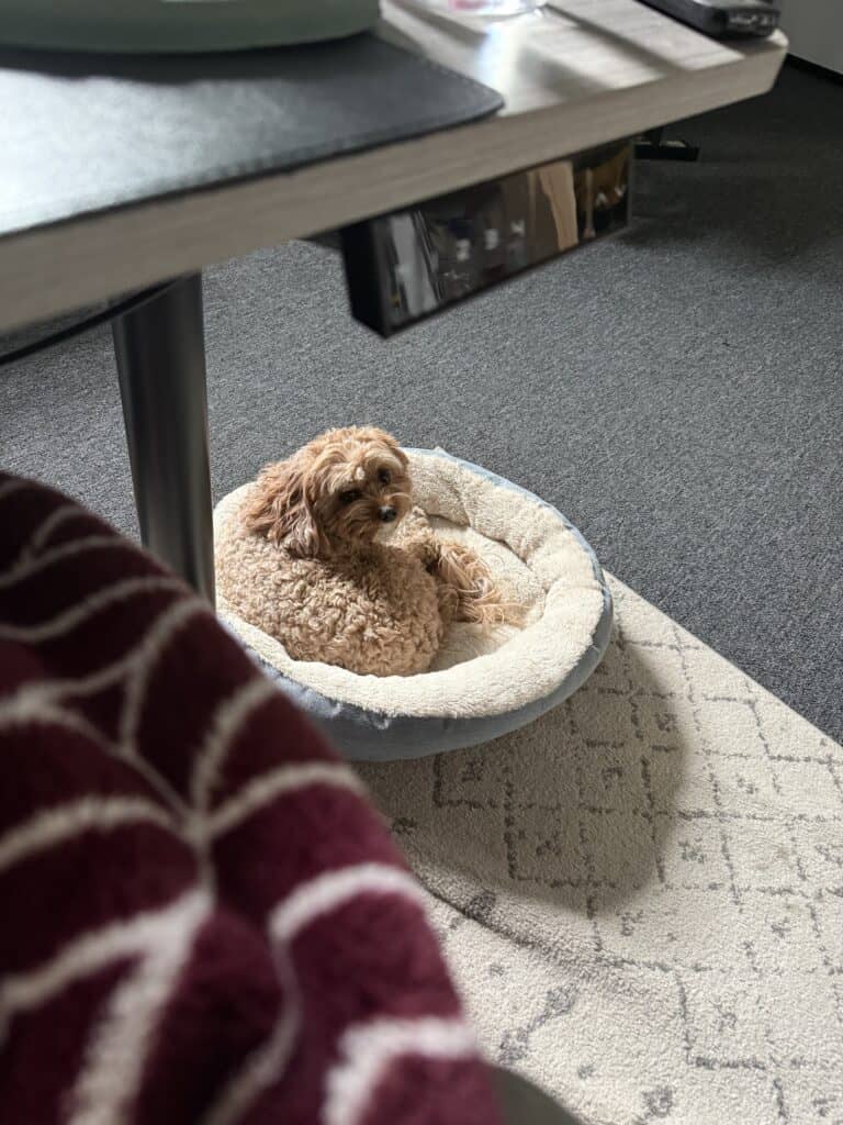 16 Ways to Deal With Loneliness as a Remote Worker 7 Puppy sitting under the desk of someone working from home.